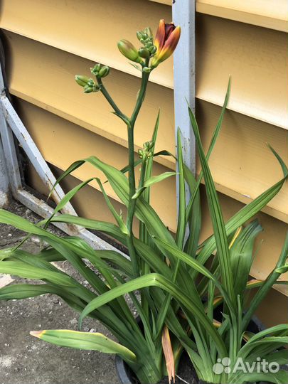 Ирисы сортовые Бургундия