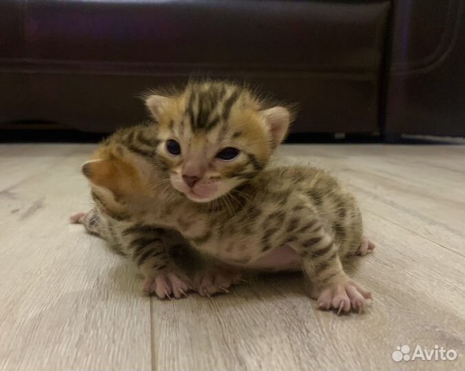 Бенгальские котята