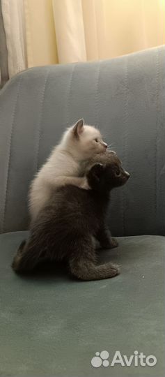 Котенок мальчик 1 мес