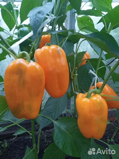 Семена перцев