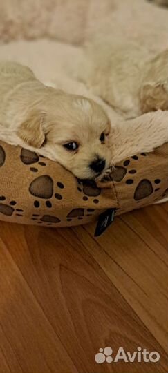 Мальтипу ф1 мини,стандарт