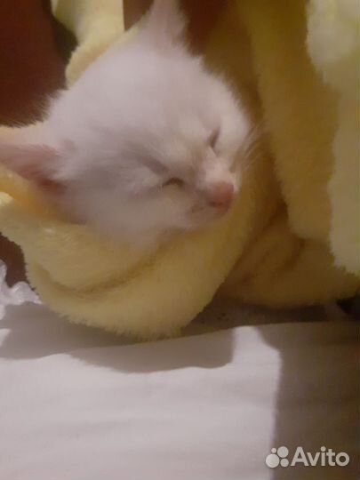 Продам котёнка