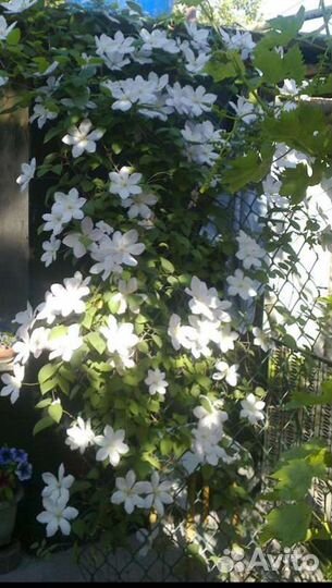 Клематисы белые многолетники