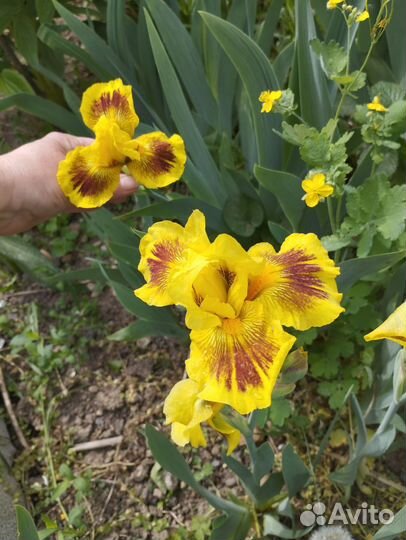 Ирисы Ранние