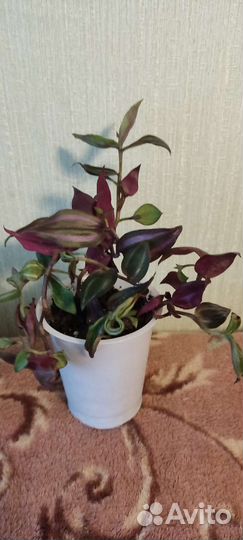 Традесканции сортовые. Набор микс