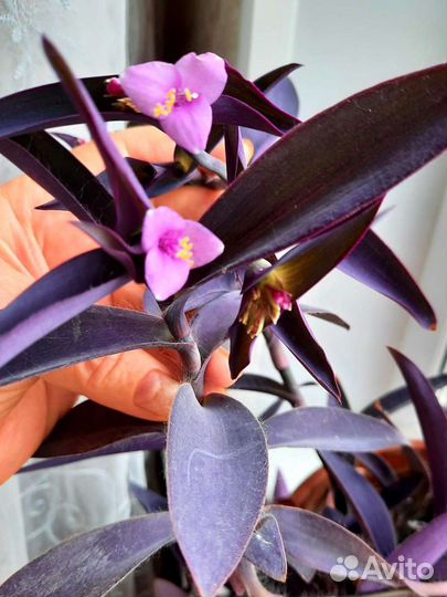 Сеткрезия пурпурная