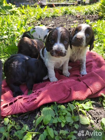 Русский охотничий спаниель. Щенки