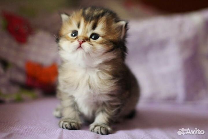 Золотые клубные шиншиллы