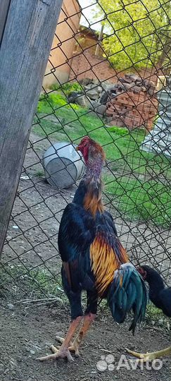 Бойцовый петух