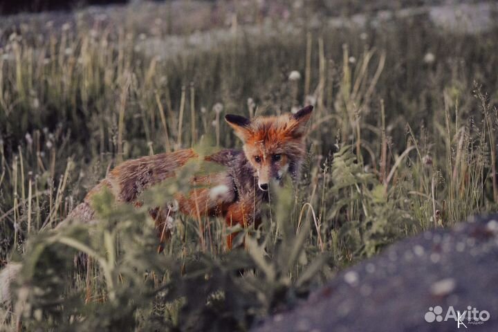 Объектив canon 85mm f1.8