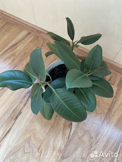 Фикус каучуковый
