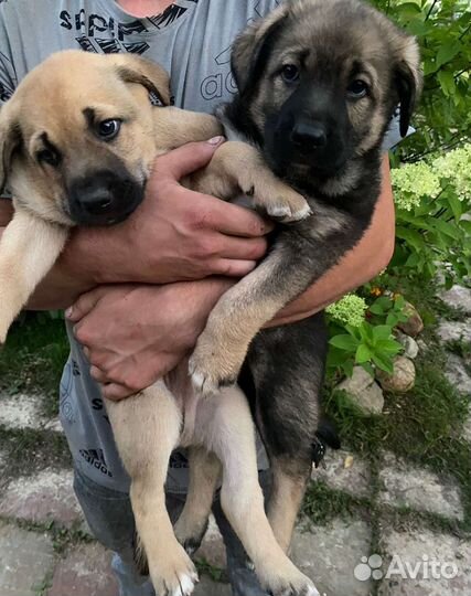 Замечательные щенки