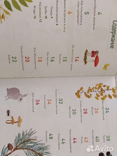 Мой лесной гербарий