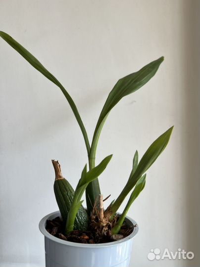 Орхидея зигопеталум