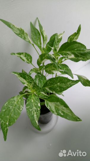 Вариегатный перчик ушу семена и рассада