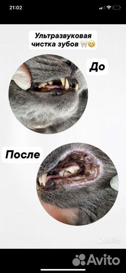 Ветеринарный врач