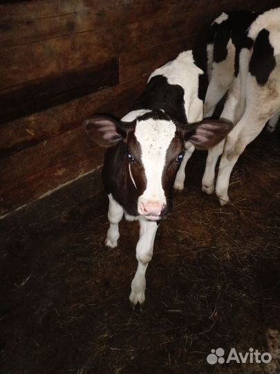 Бычки и телята