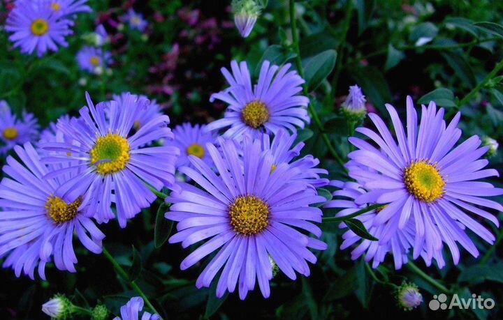 Ирис живучка Ромашка белая голубая