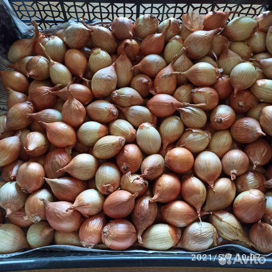 Лук семейный на зелень