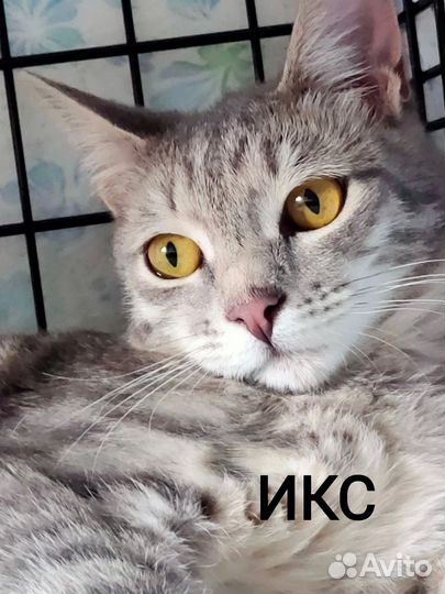 Кошка в дар