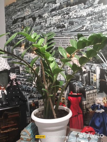 Замиокулькас