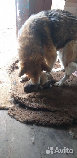 Щенки Лайки в добрые руки