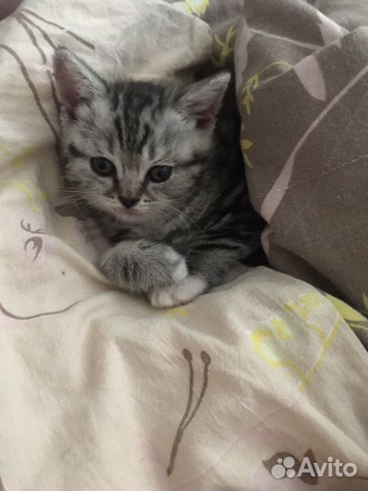 Британская девочка