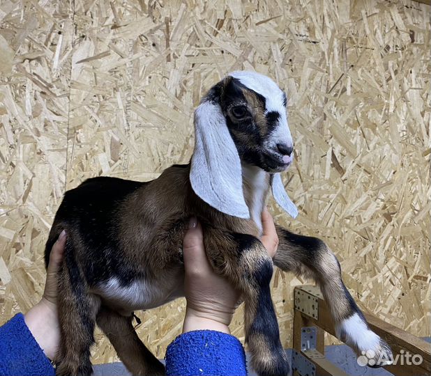 Англо нубийские козлята