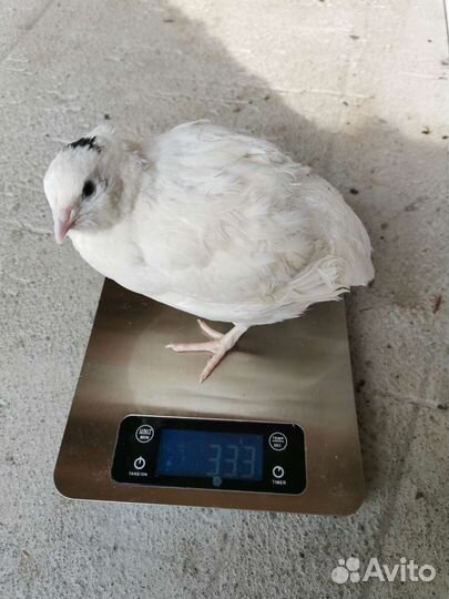 Яйцо перепелиное инкубационное