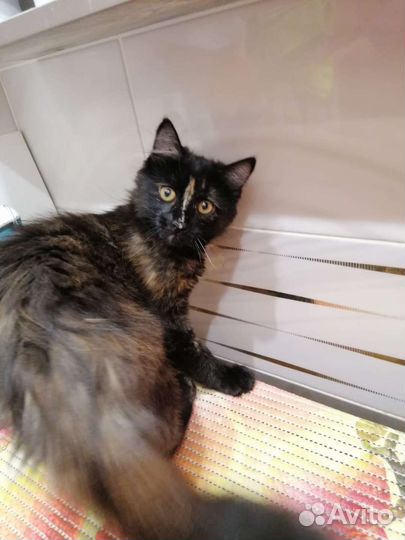 Кошечка 4 месяца