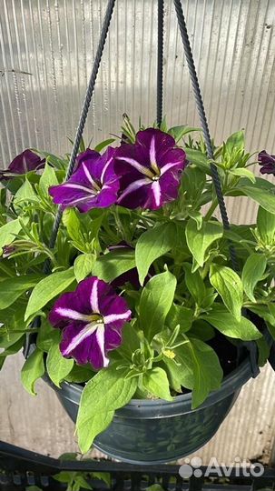 Рассада петунии И томаты