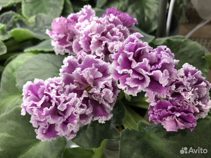 Фиалка сортовая