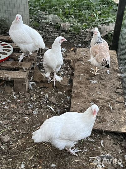 Куры маран белый