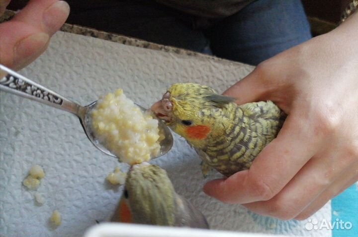 Попугай корелла птенец