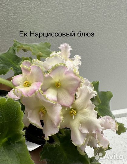 Сортовые фиалки