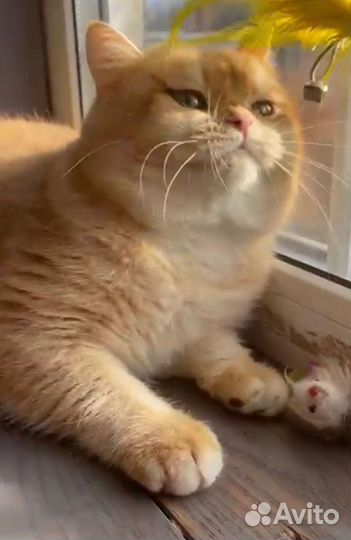 Британский кот Вязка Золото шоколад By 12