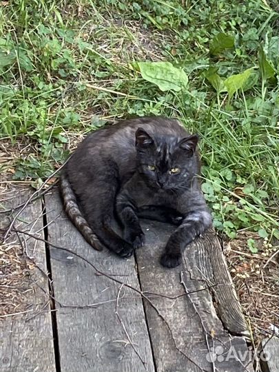 Котик в добрые руки