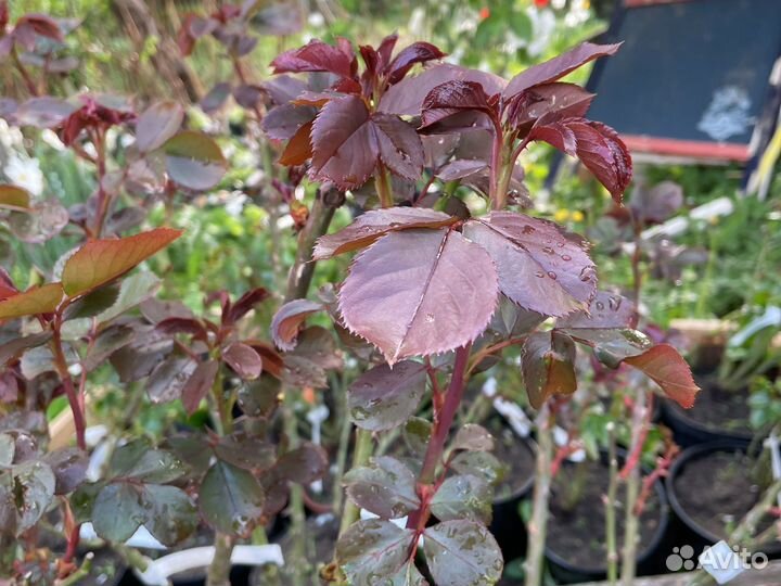 Саженцы роз