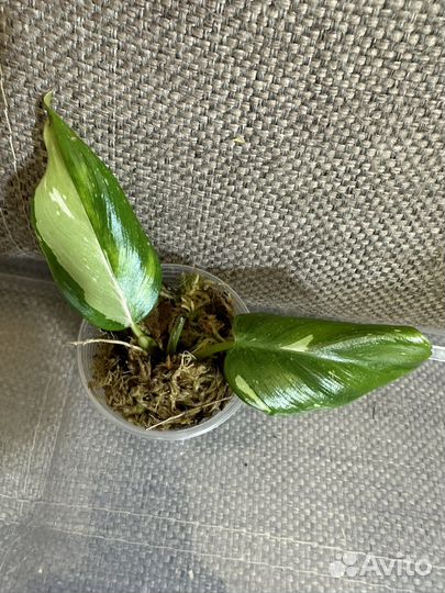 Филодендрон White Princess King