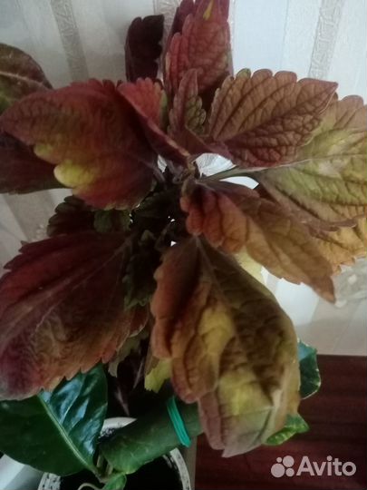 Комнатные цветы