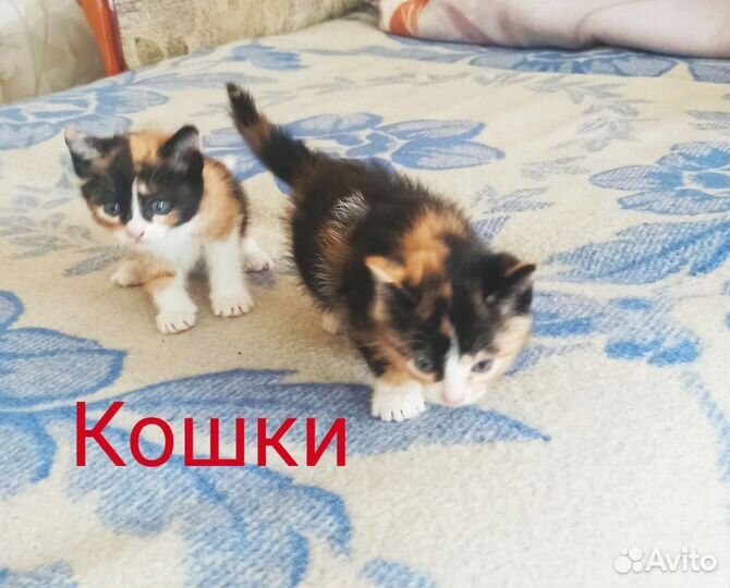 Котята в дар бесплатно