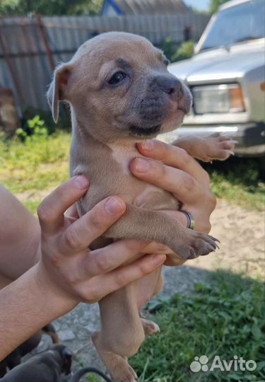 Американский стаффордширский терьер