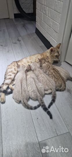 Снежные барсы