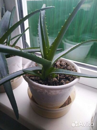 Садовые и комнатные цветы