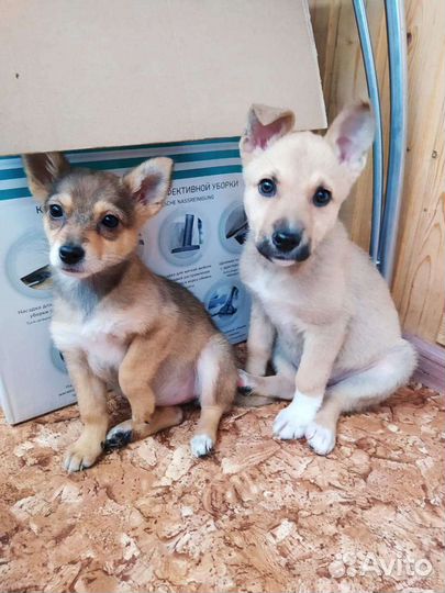 Большой выбор щенят в хорошие руки