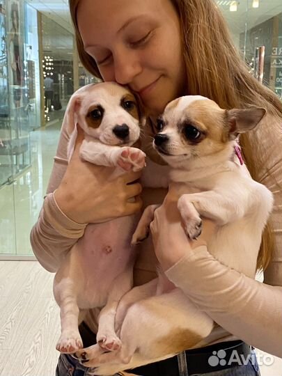 Выгул, передержка собак