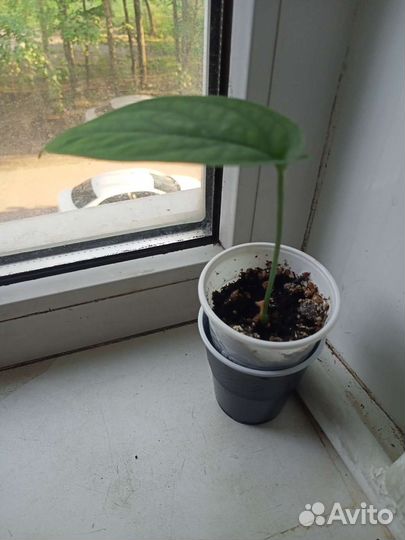 Сингониумы,монстеры,аглаонемы сортовые