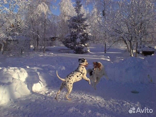 Гостиница для собак, длительная передержка