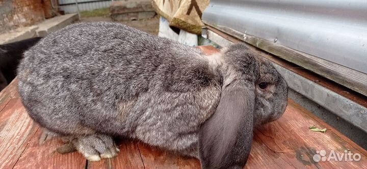 Кролик самец