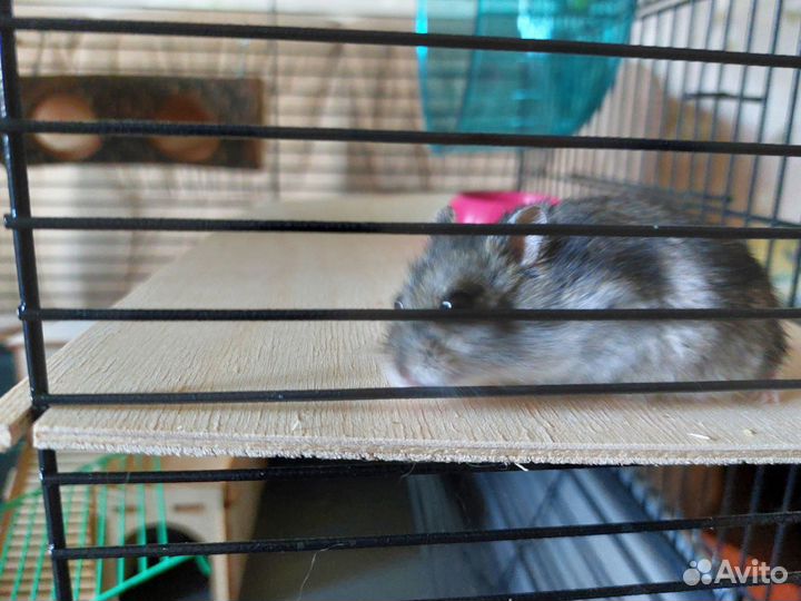 Коттедж для хомяка